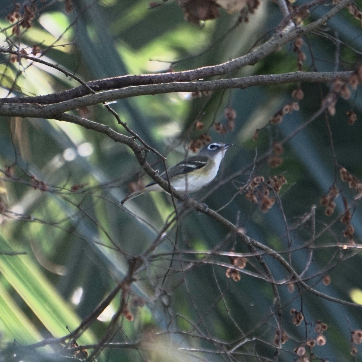 zelenáček brýlový - ML647514967