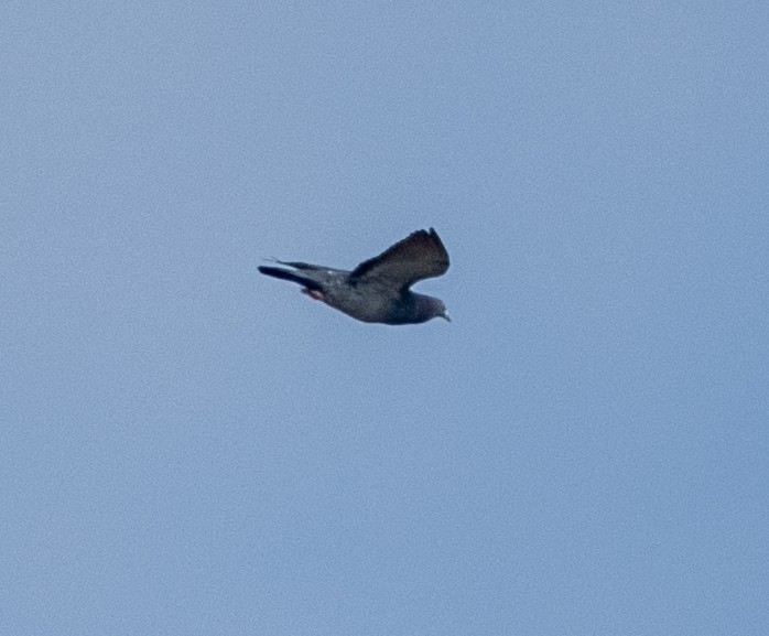 Голуб сизий (міський) - ML647514974