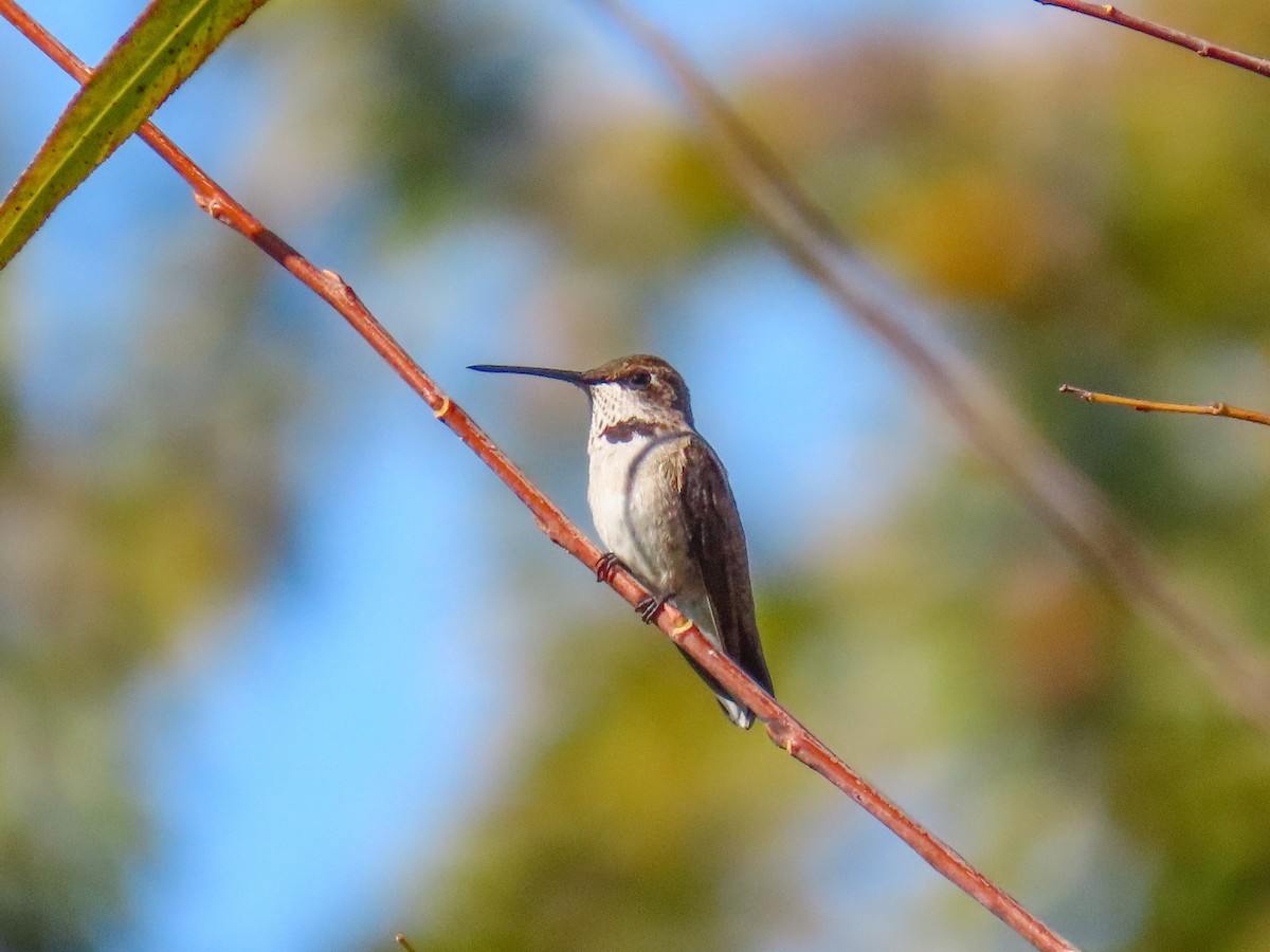 Ruby-throated Hummingbird - ML647514992