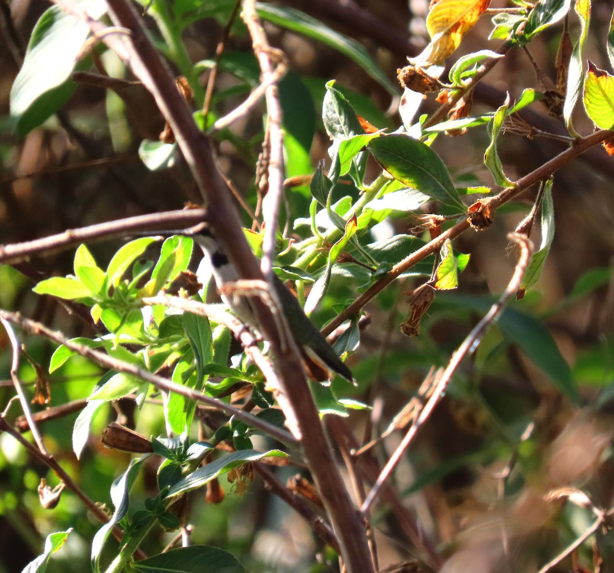 Ruby-throated Hummingbird - ML647514993