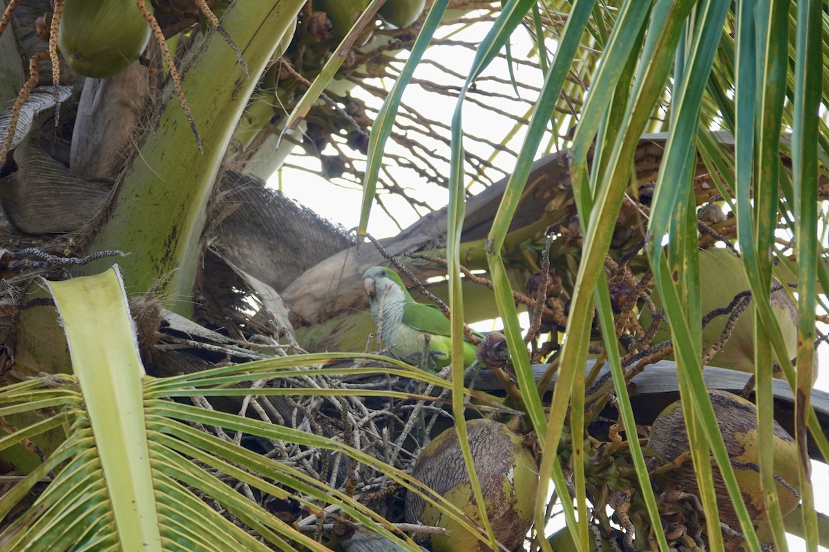 Mönchssittich - ML647515008