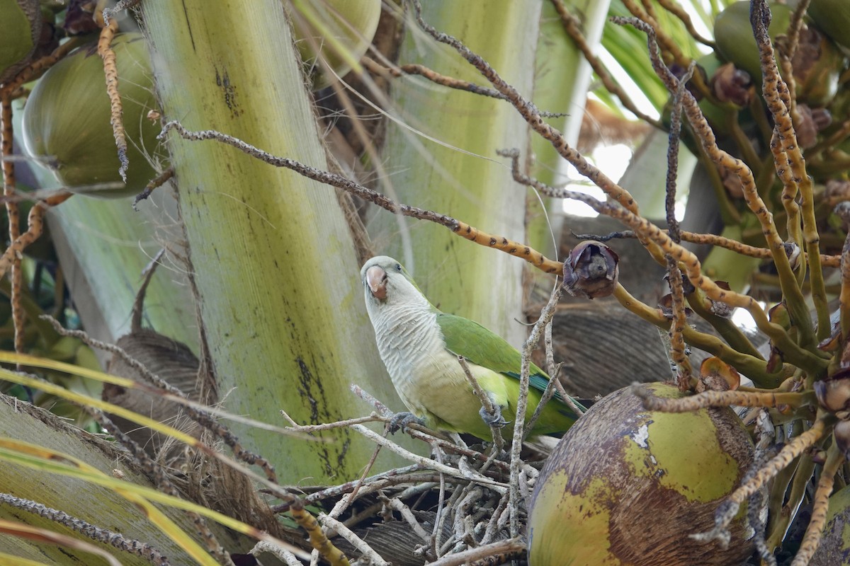 Mönchssittich - ML647515009