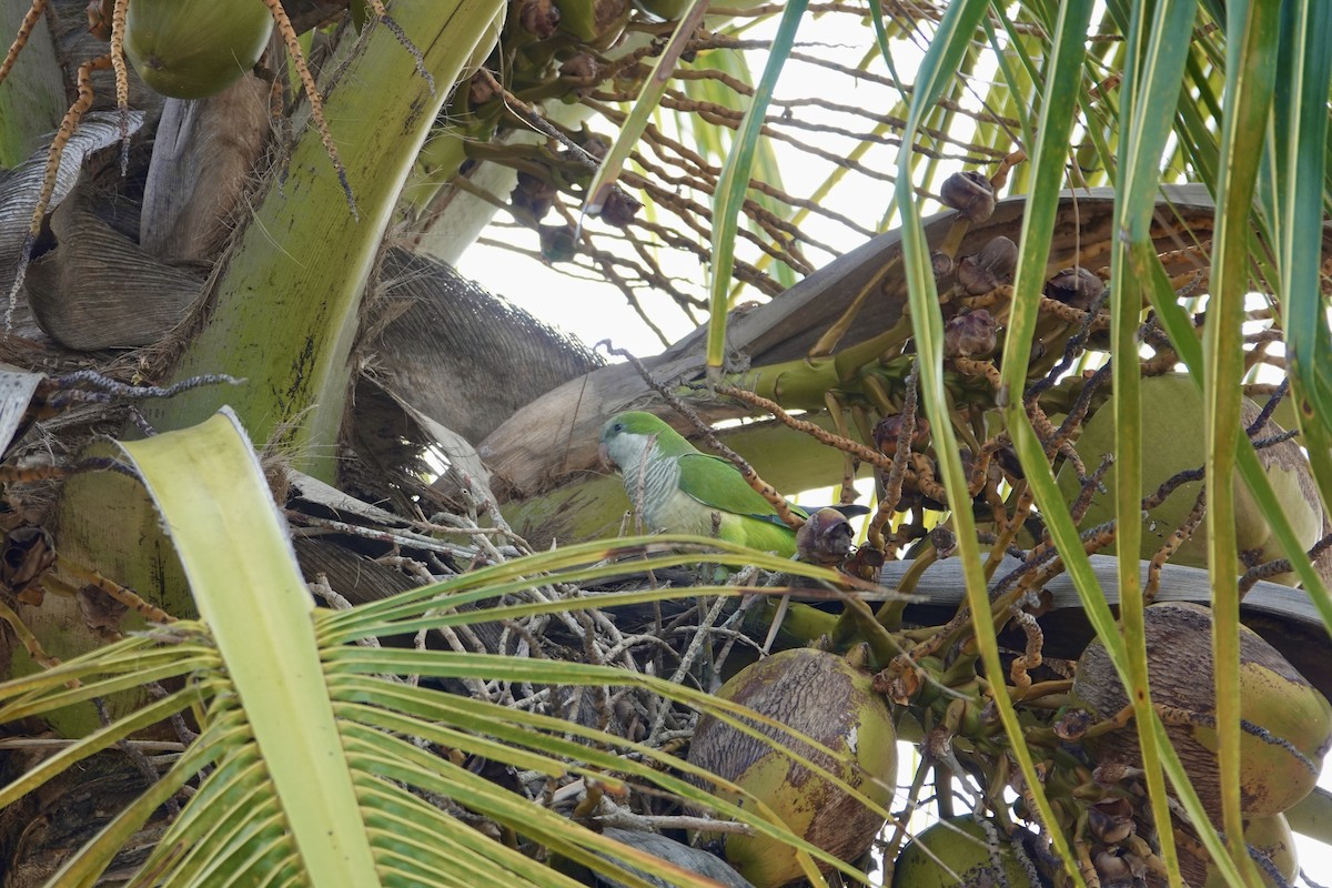 Mönchssittich - ML647515010