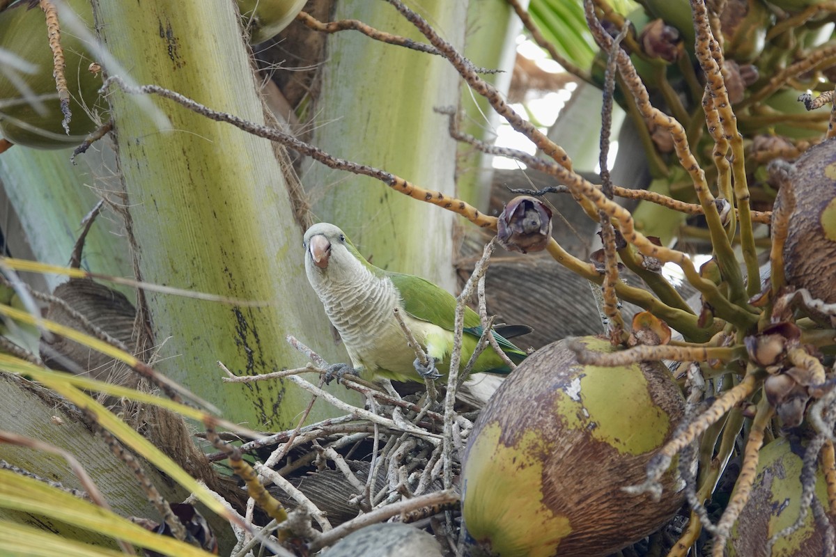 Mönchssittich - ML647515011