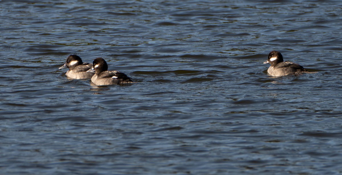 Bufflehead - ML647515013