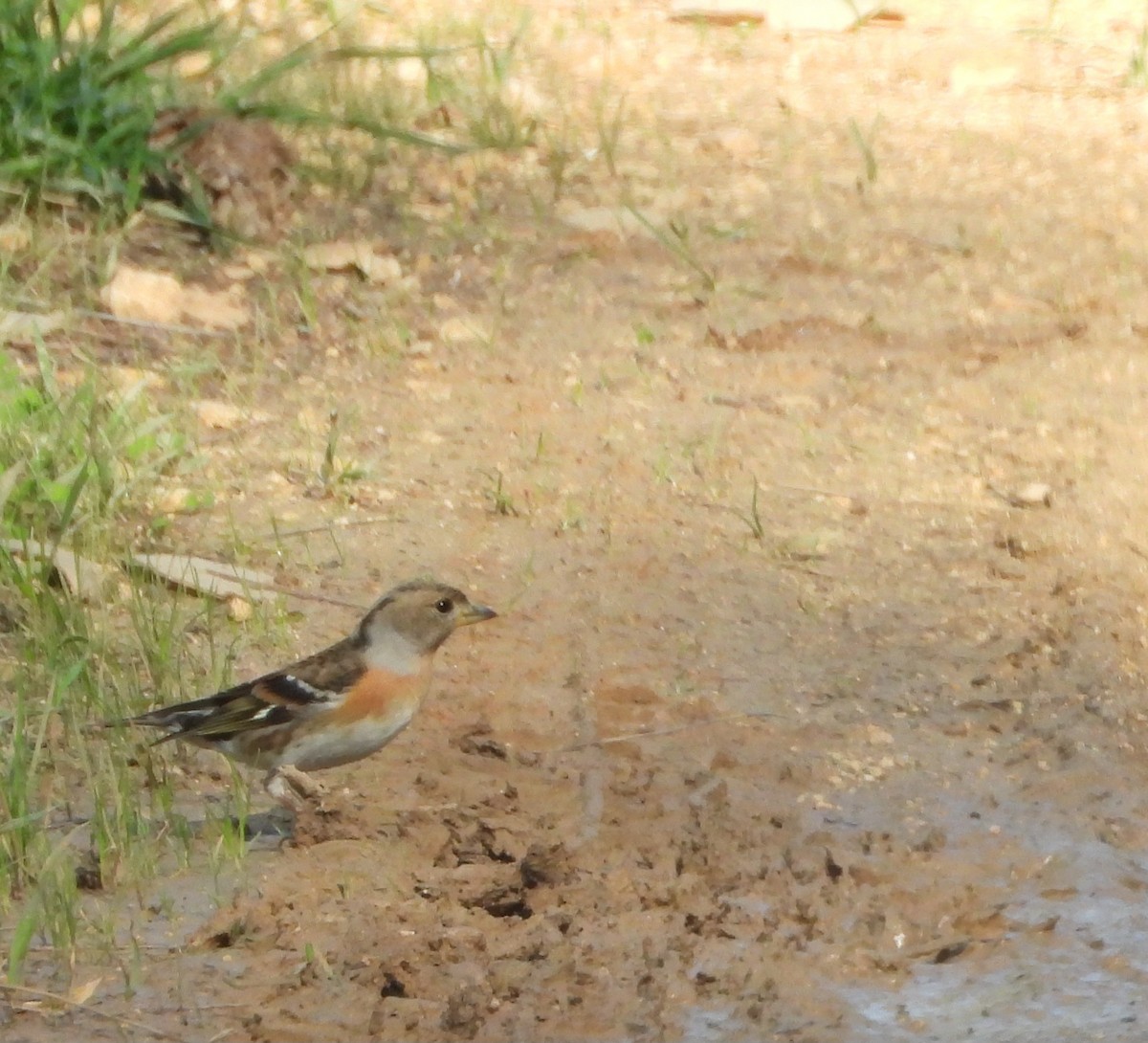 Brambling - ML647515015