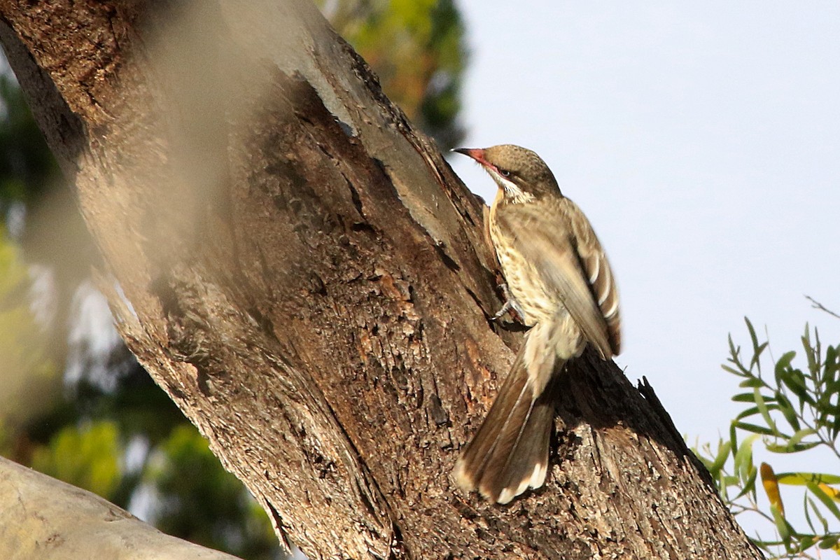 Diken Yanaklı Balkuşu - ML647515033