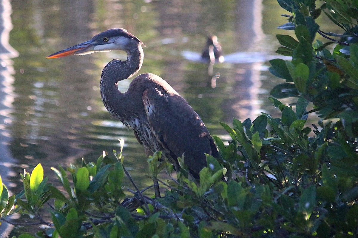 Great Blue Heron - ML647515034
