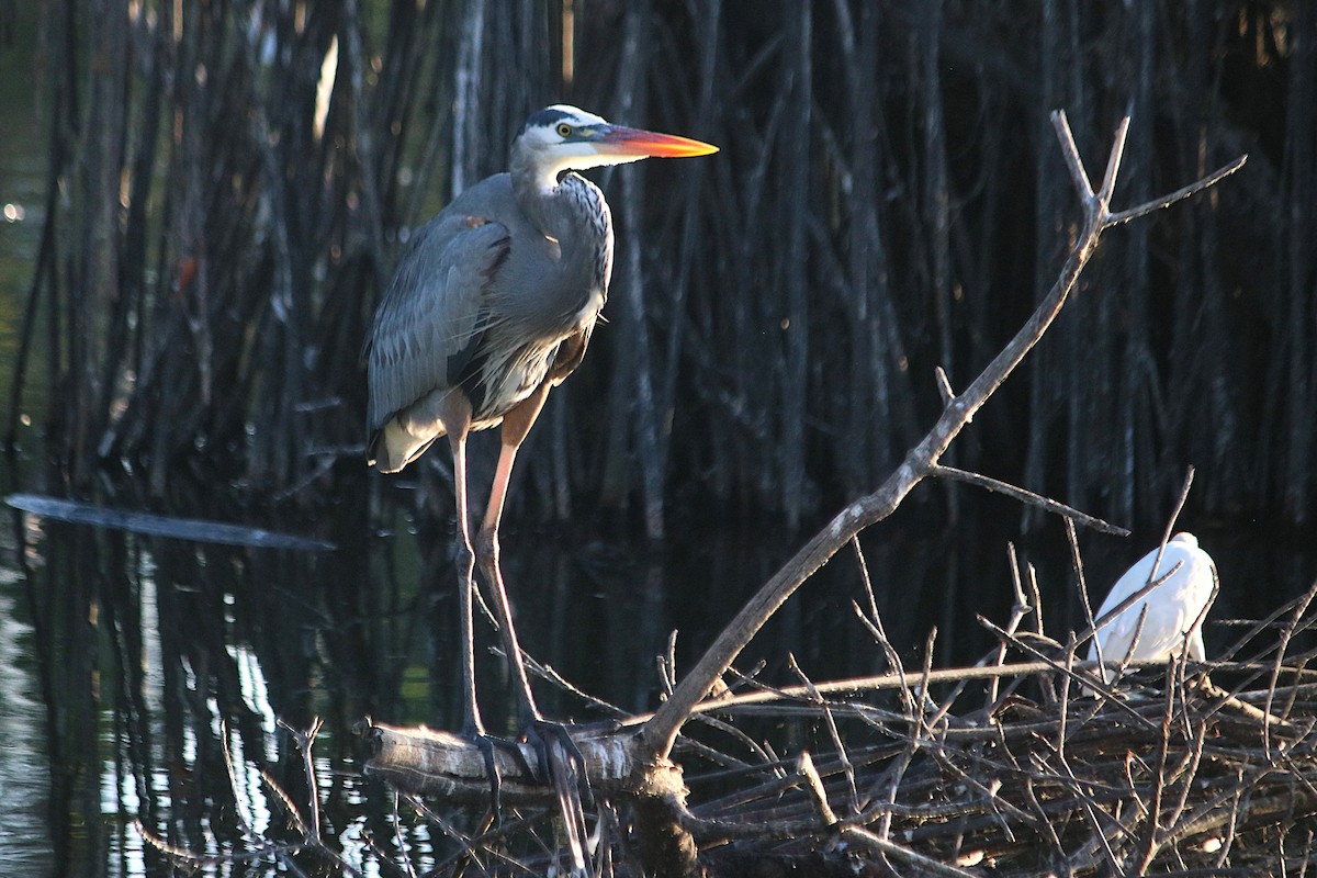 Great Blue Heron - ML647515035