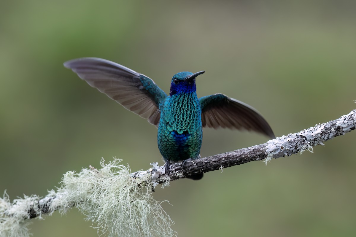 Sparkling Violetear - ML647515036