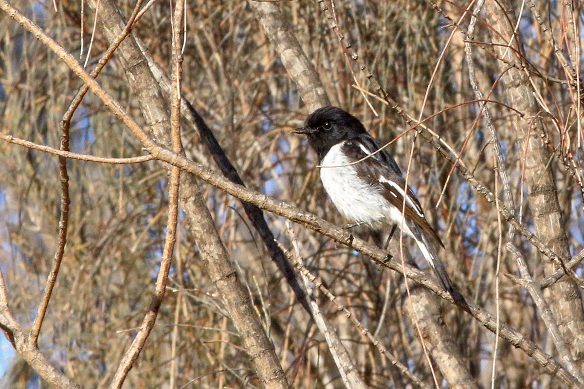 kutteflueskvett - ML647515048