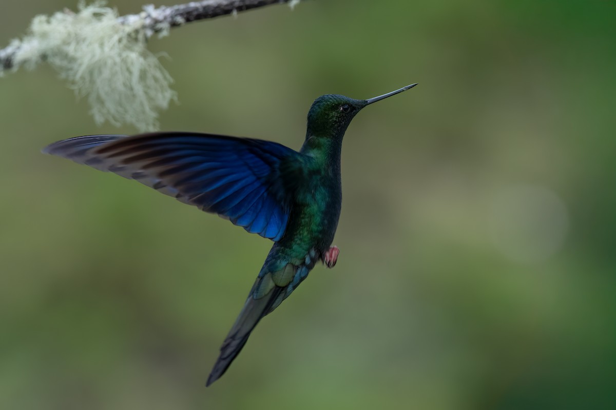 Great Sapphirewing - ML647515076