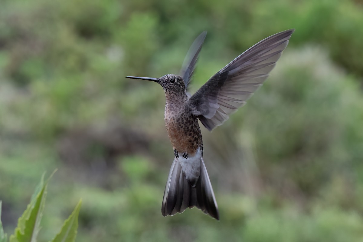 kolibřík velký - ML647515087