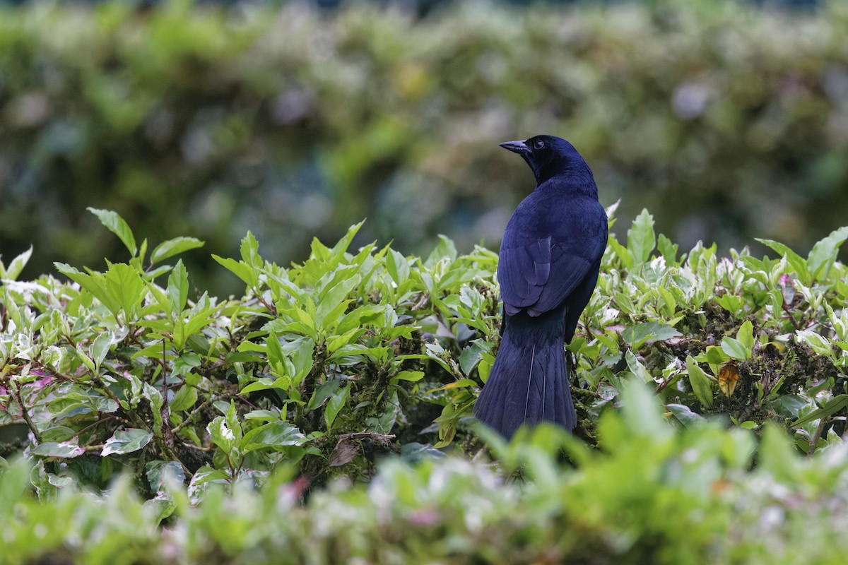 Ötücü Karatavuk - ML647515088