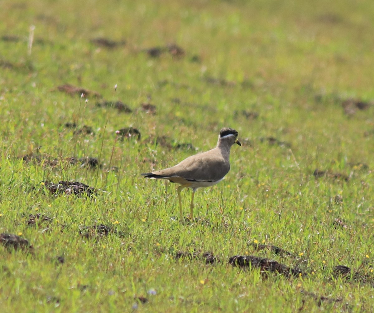 čejka indická - ML647515116