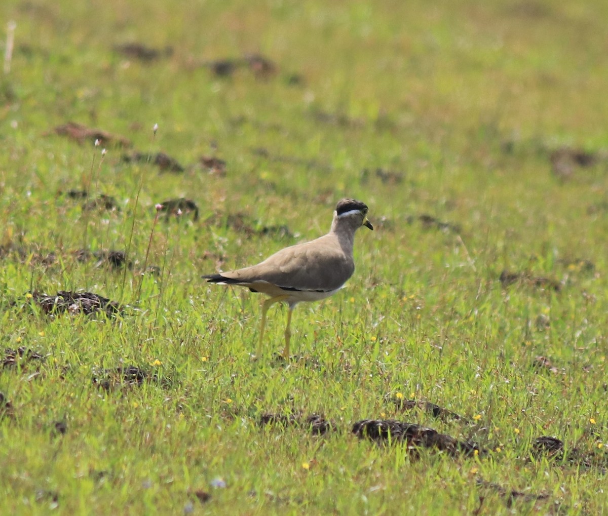 čejka indická - ML647515117