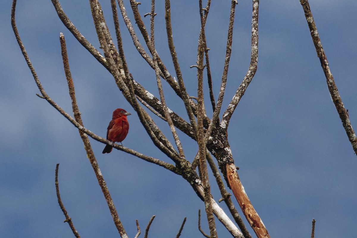 Hepatik Piranga - ML647515119