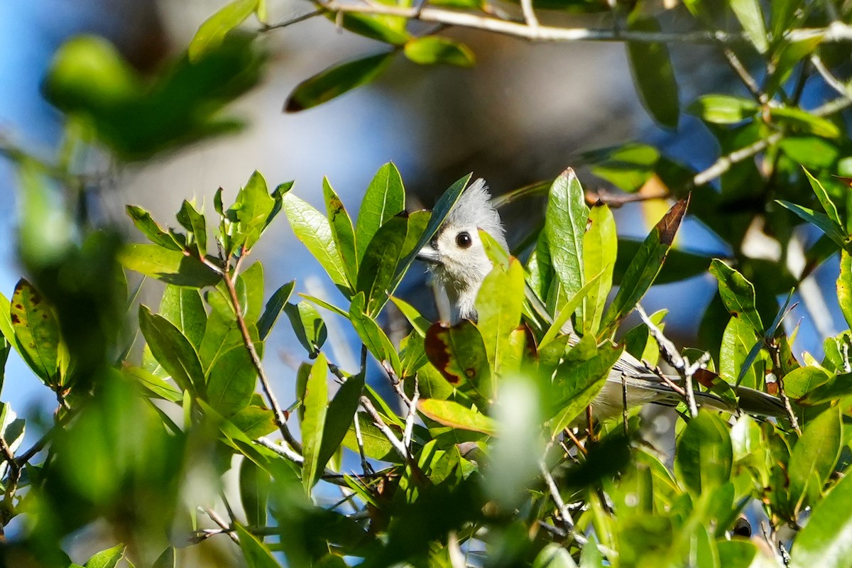 sýkora rezavoboká - ML647515120