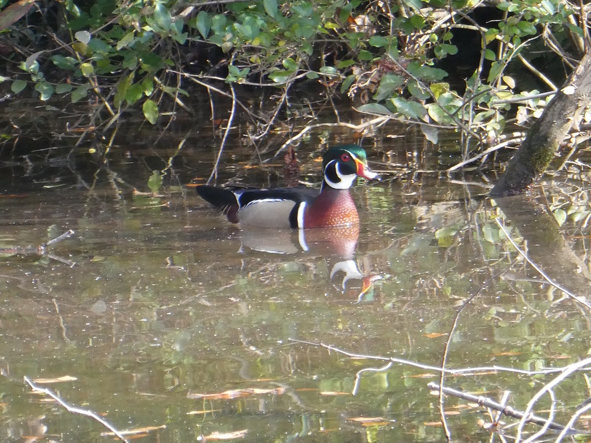kachnička karolínská - ML647515121