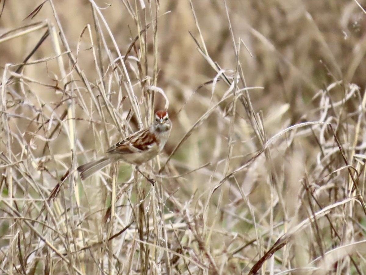 strnádka pokřovní - ML647515122