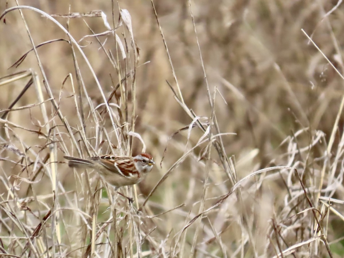 strnádka pokřovní - ML647515123