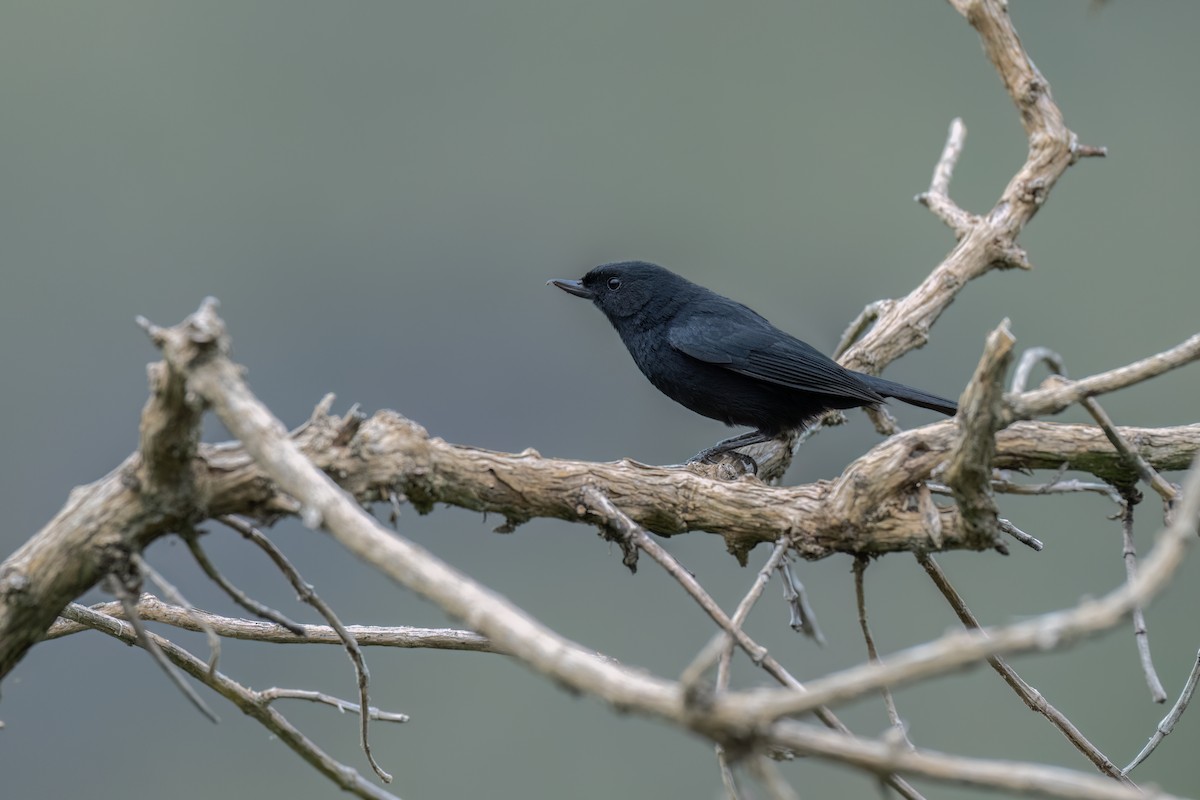 Black Flowerpiercer - ML647515124