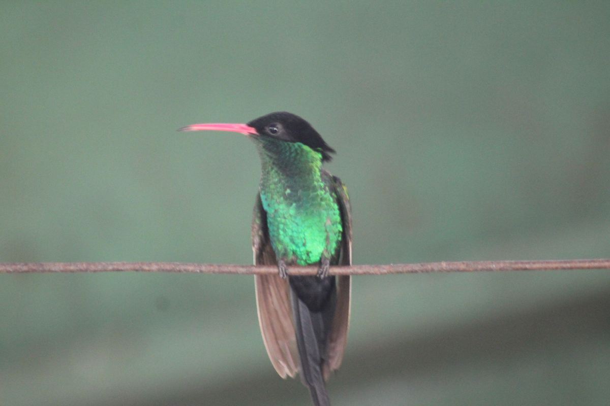 kolibřík červenozobý - ML647515126