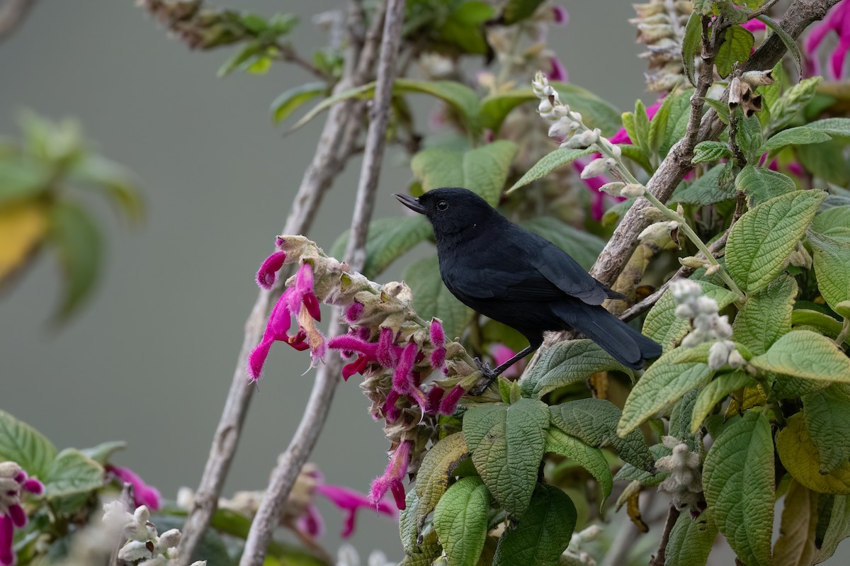 Black Flowerpiercer - ML647515128