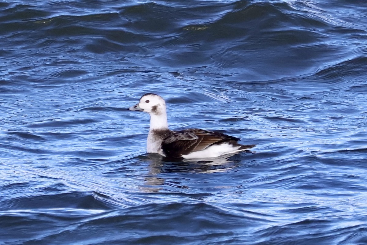 hoholka lední - ML647515129