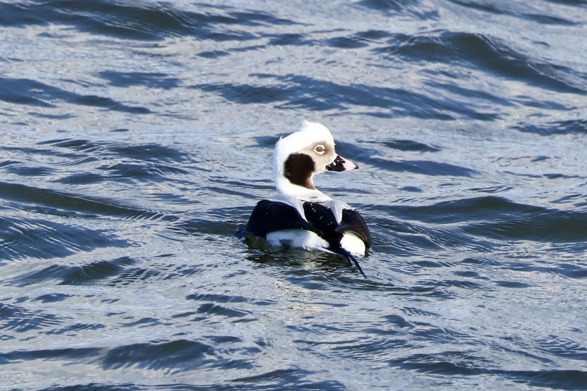 hoholka lední - ML647515130