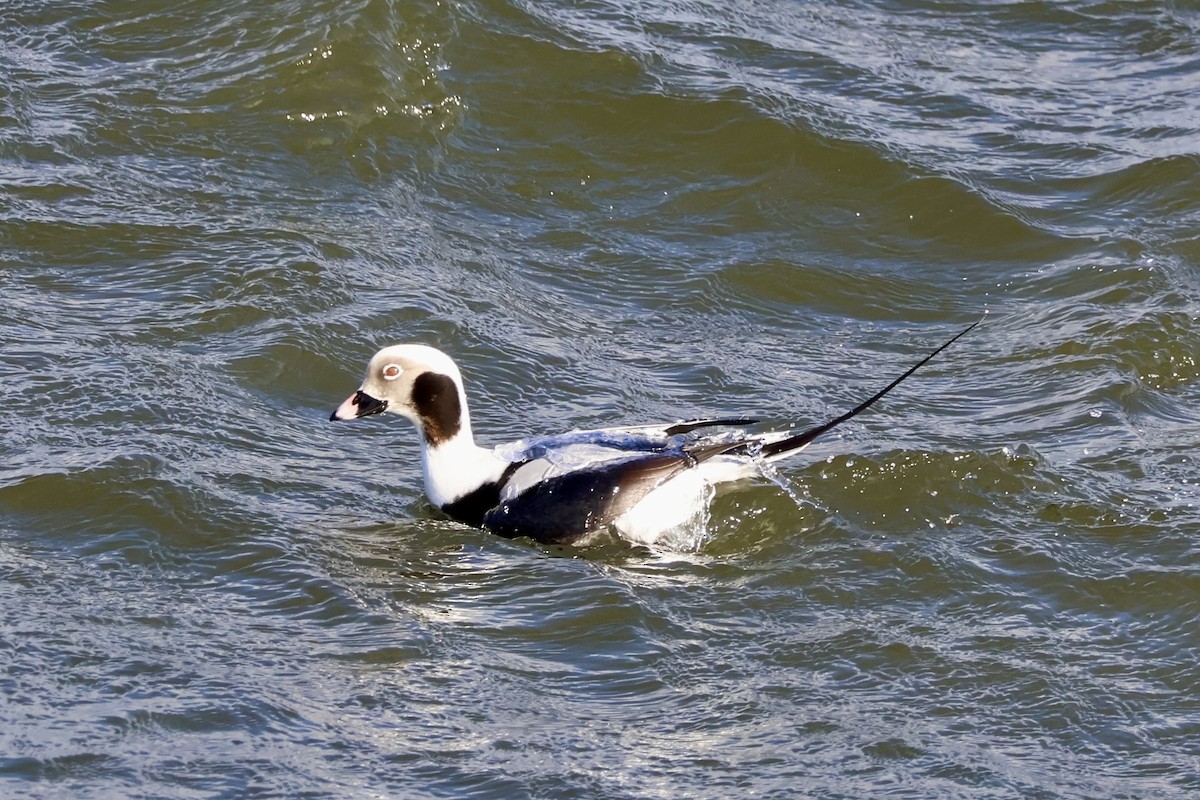 hoholka lední - ML647515131