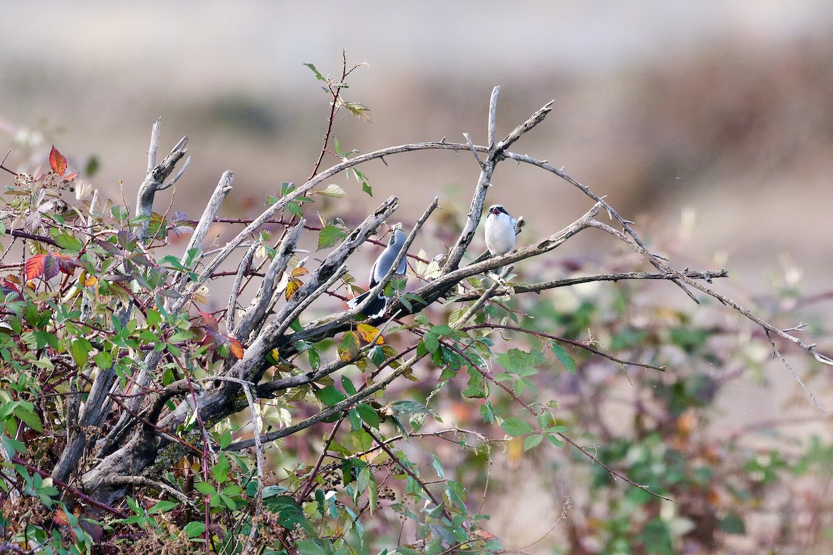 ťuhýk americký - ML647515135