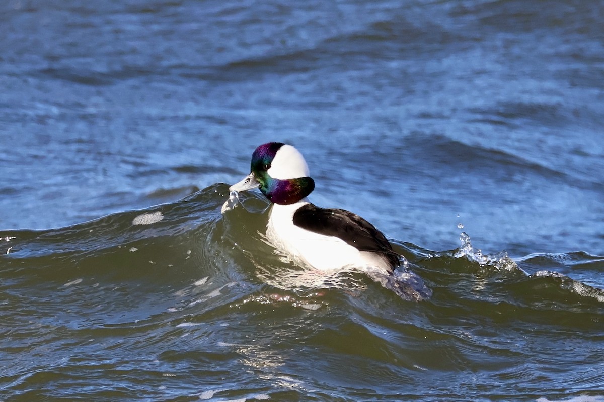 hohol bělavý - ML647515136