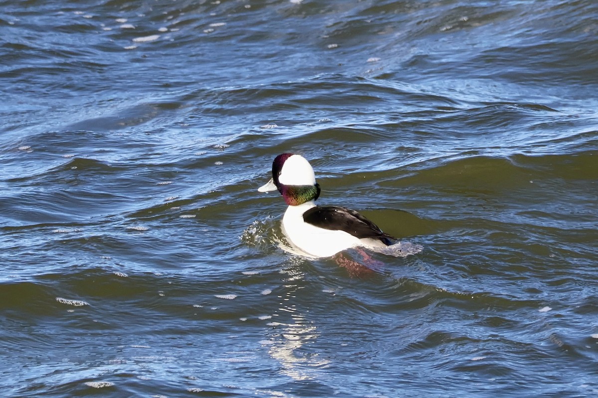 hohol bělavý - ML647515137