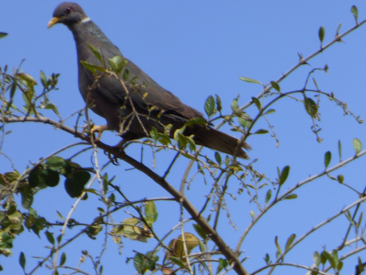 holub pruhoocasý - ML647515139