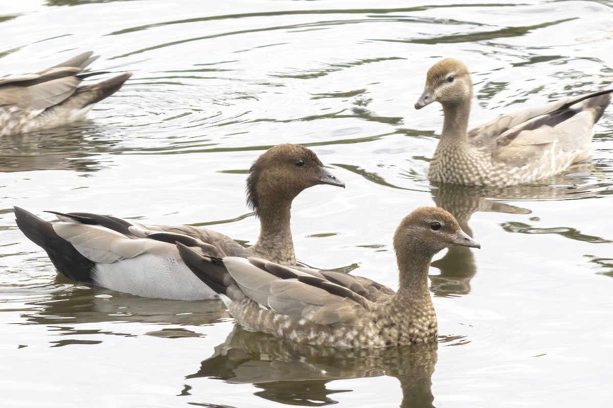 kachnička hřívnatá - ML647515142