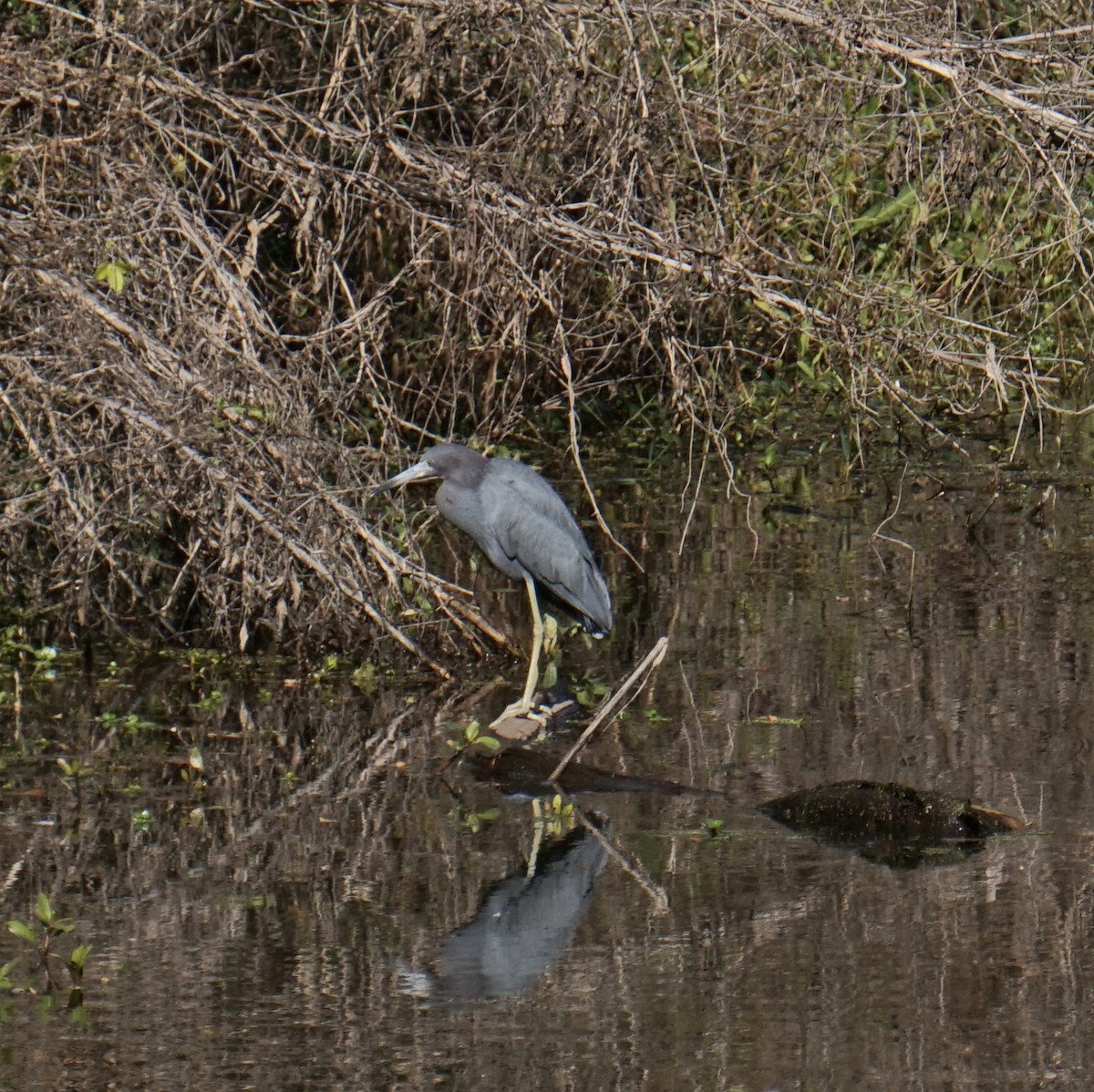 volavka modrošedá - ML647515143