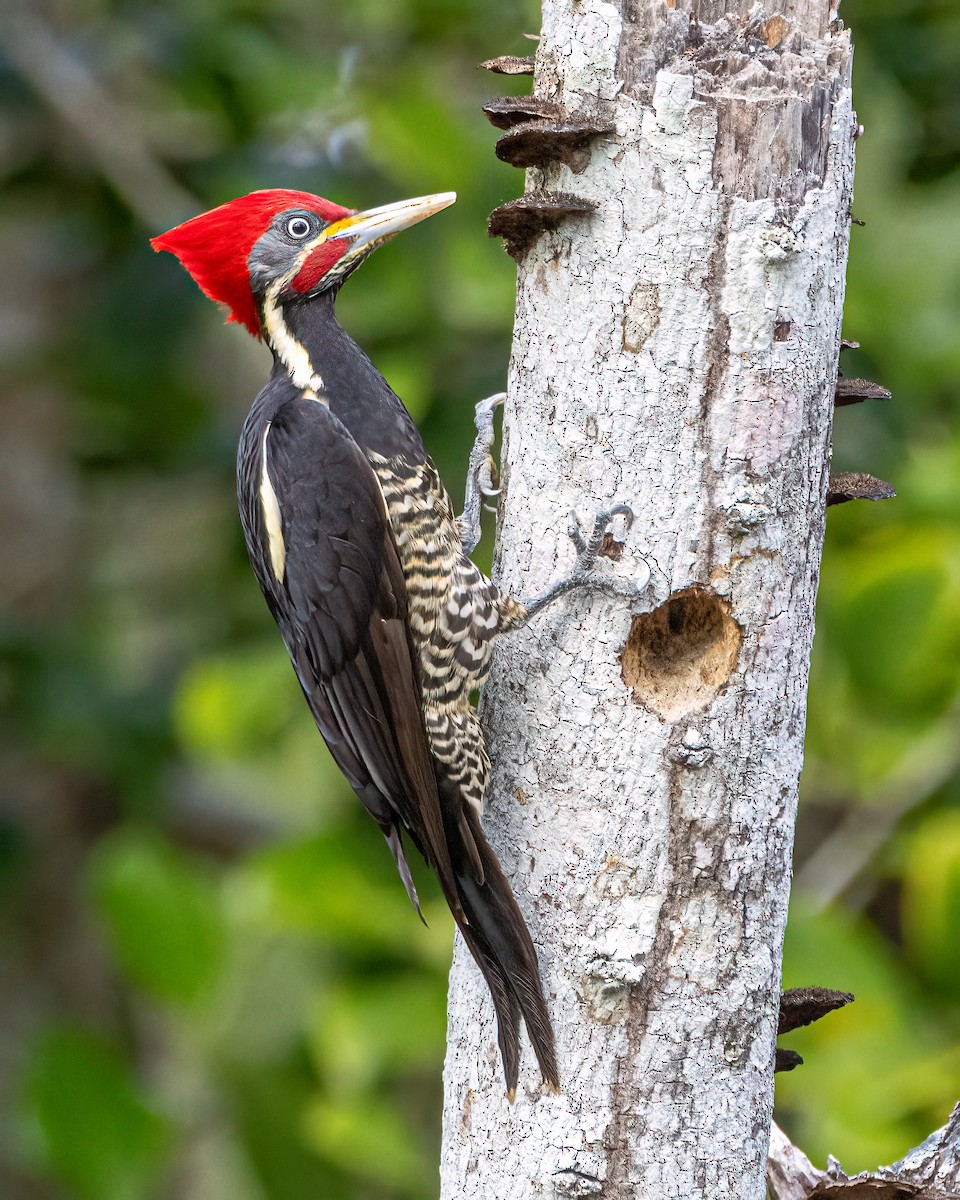 datel proužkovaný - ML647515144