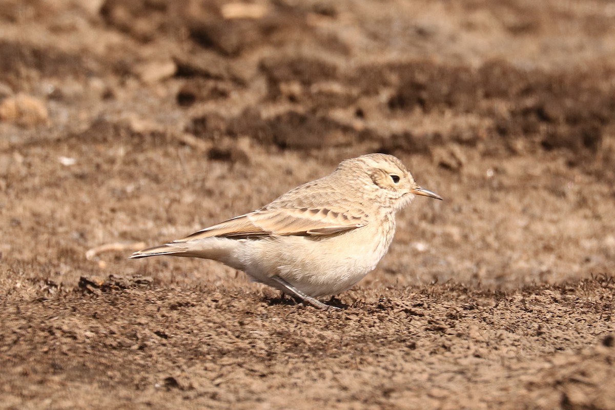 Common Miner - ML647515145