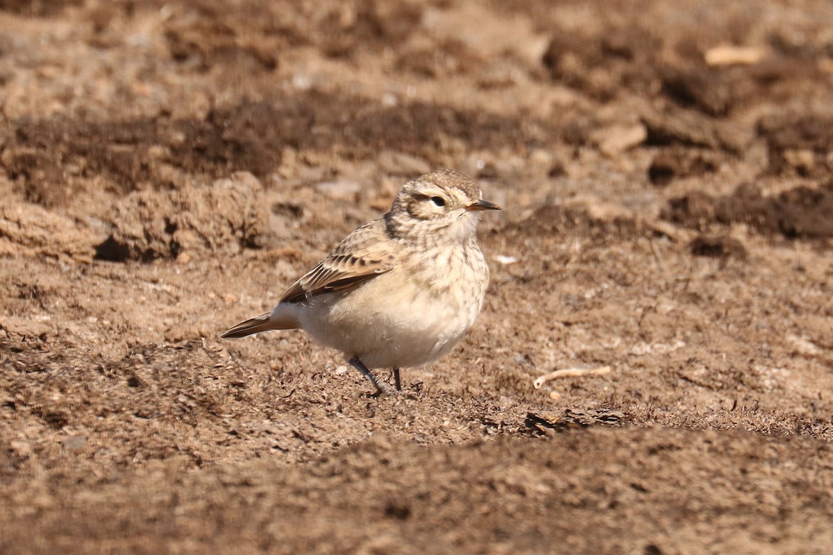 Common Miner - ML647515146