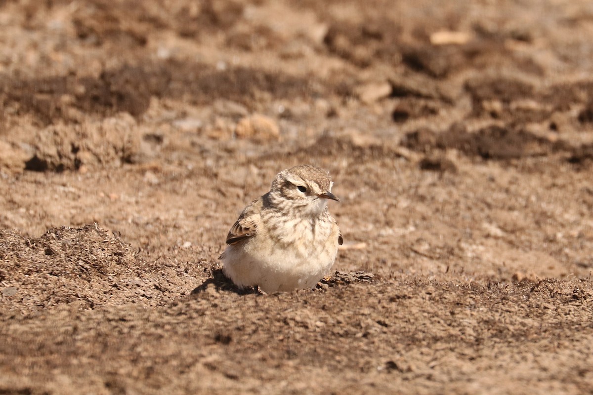 Common Miner - ML647515147