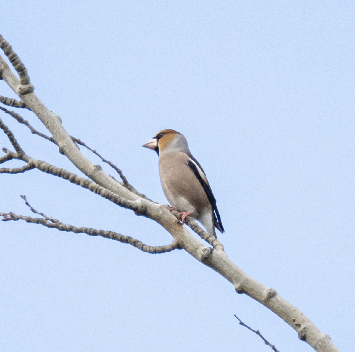 dlask tlustozobý - ML647515148