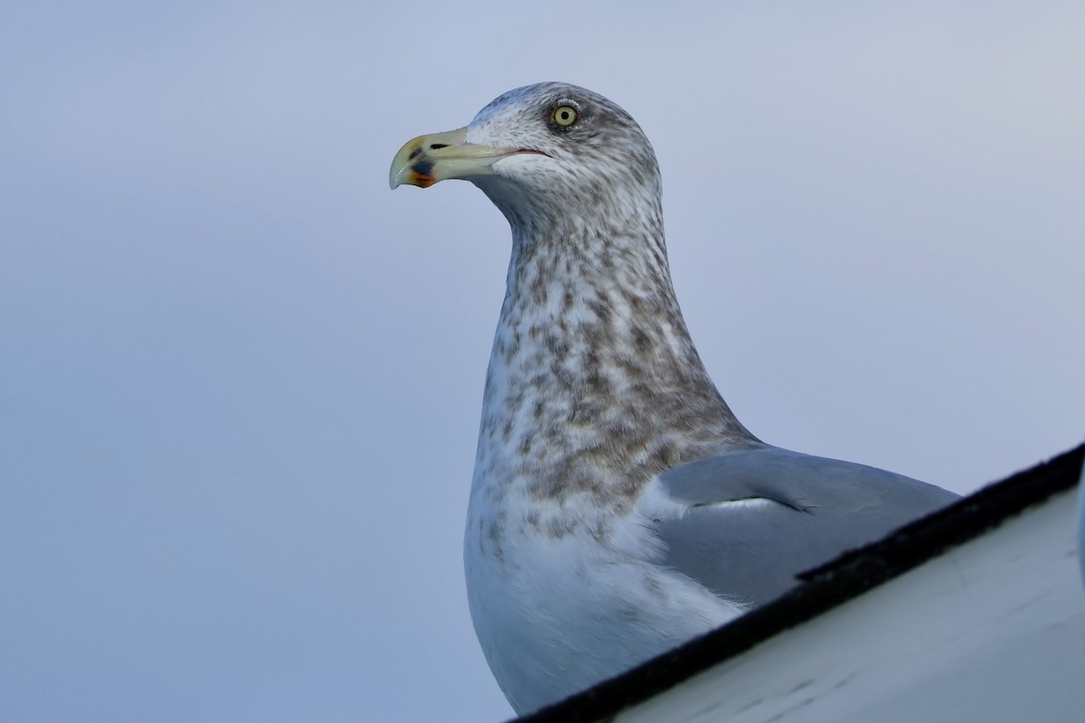 racek americký - ML647515149