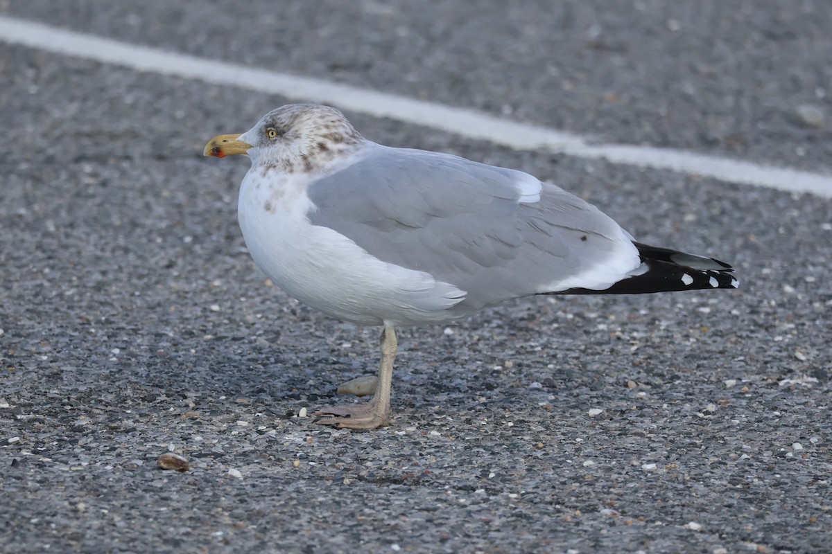 racek americký - ML647515150