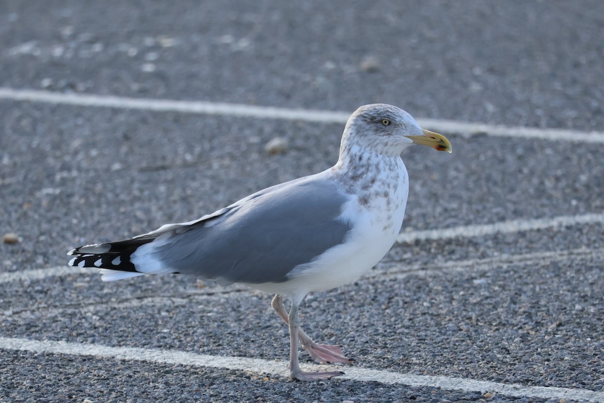 racek americký - ML647515151