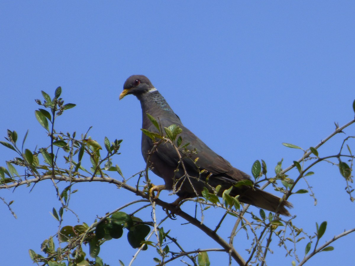 holub pruhoocasý - ML647515153