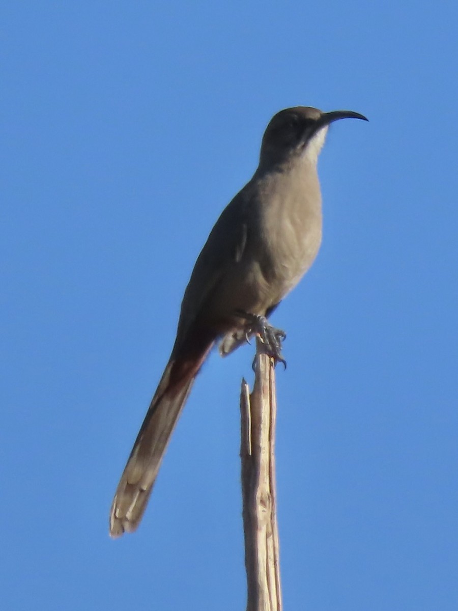 Cuitlacoche Culirrojo - ML647515166