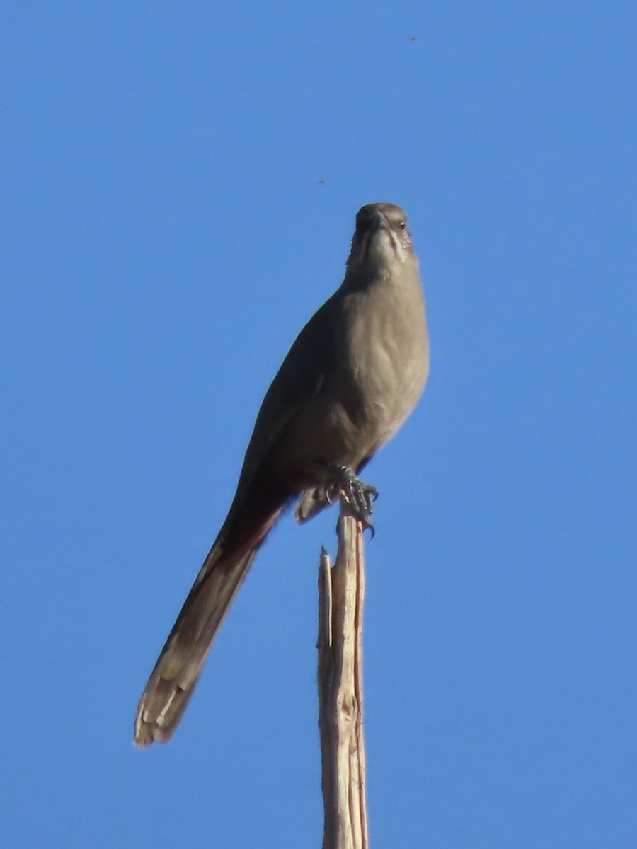 Cuitlacoche Culirrojo - ML647515175