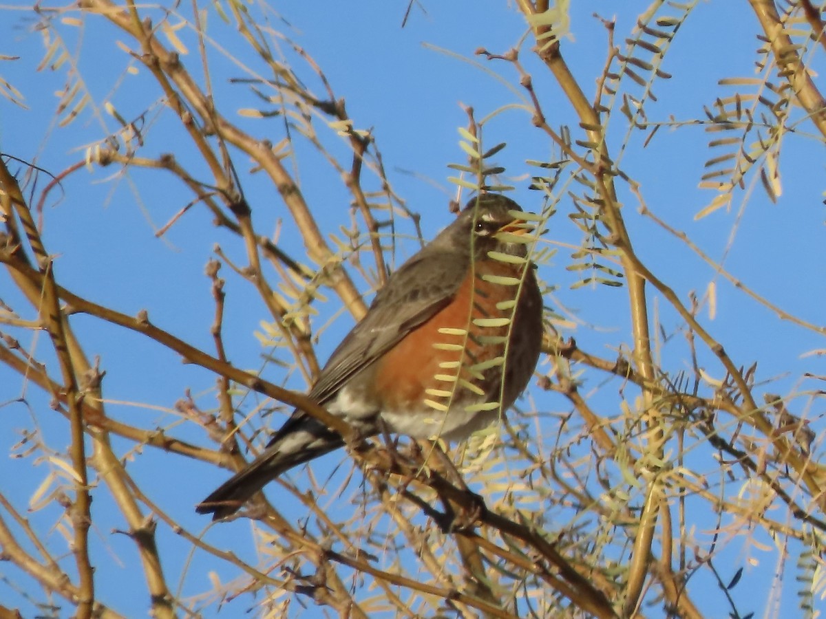 Zorzal Americano - ML647515181