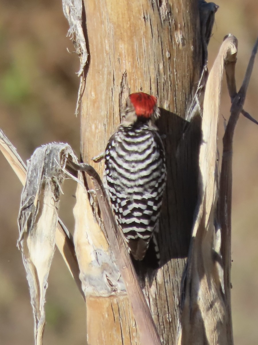 Pico Mexicano - ML647515209